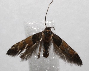  ( - 20-SRNP-100052)  @11 [ ] CreativeCommons  Attribution Non-Commercial Share-Alike (2023) Daniel H. Janzen Guanacaste Dry Forest Conservation Fund