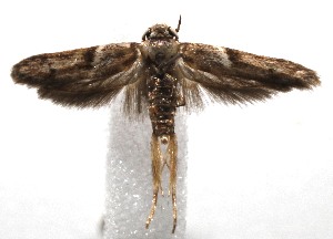  ( - 20-SRNP-100419)  @11 [ ] CreativeCommons  Attribution Non-Commercial Share-Alike (2023) Daniel H. Janzen Guanacaste Dry Forest Conservation Fund