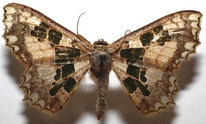  ( - 20-SRNP-100881)  @11 [ ] CreativeCommons  Attribution Non-Commercial Share-Alike (2023) Daniel H. Janzen Guanacaste Dry Forest Conservation Fund