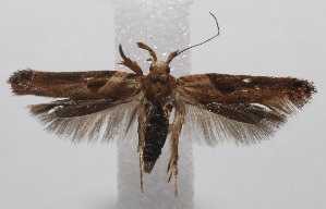 (Aristotelia BioLep5703 - 20-SRNP-101896)  @11 [ ] CreativeCommons  Attribution Non-Commercial Share-Alike (2023) Daniel H. Janzen Guanacaste Dry Forest Conservation Fund
