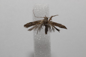  ( - 20-SRNP-101906)  @11 [ ] CreativeCommons  Attribution Non-Commercial Share-Alike (2023) Daniel H. Janzen Guanacaste Dry Forest Conservation Fund