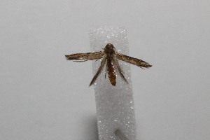  (geleBioLep01 BioLep4680 - 20-SRNP-101908)  @11 [ ] CreativeCommons  Attribution Non-Commercial Share-Alike (2023) Daniel H. Janzen Guanacaste Dry Forest Conservation Fund