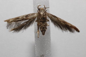  (gelMalaise01 Malaise3836 - 20-SRNP-103080)  @11 [ ] CreativeCommons  Attribution Non-Commercial Share-Alike (2023) Daniel H. Janzen Guanacaste Dry Forest Conservation Fund