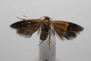  ( - 20-SRNP-103747)  @11 [ ] CreativeCommons  Attribution Non-Commercial Share-Alike (2023) Daniel H. Janzen Guanacaste Dry Forest Conservation Fund