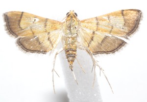  ( - 21-SRNP-100270)  @11 [ ] CreativeCommons  Attribution Non-Commercial Share-Alike (2023) Daniel H. Janzen Guanacaste Dry Forest Conservation Fund