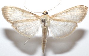  (lepJanzen01 - 21-SRNP-100443)  @11 [ ] CreativeCommons  Attribution Non-Commercial Share-Alike (2023) Daniel H. Janzen Guanacaste Dry Forest Conservation Fund