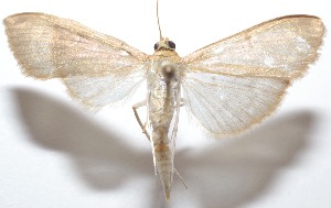  ( - 21-SRNP-100445)  @11 [ ] CreativeCommons  Attribution Non-Commercial Share-Alike (2023) Daniel H. Janzen Guanacaste Dry Forest Conservation Fund