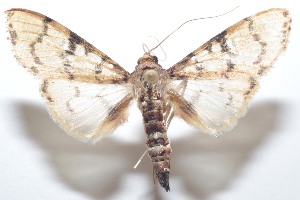  ( - 21-SRNP-100446)  @11 [ ] CreativeCommons  Attribution Non-Commercial Share-Alike (2023) Daniel H. Janzen Guanacaste Dry Forest Conservation Fund