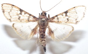  ( - 21-SRNP-100447)  @11 [ ] CreativeCommons  Attribution Non-Commercial Share-Alike (2023) Daniel H. Janzen Guanacaste Dry Forest Conservation Fund