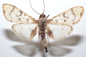  ( - 21-SRNP-100448)  @11 [ ] CreativeCommons  Attribution Non-Commercial Share-Alike (2023) Daniel H. Janzen Guanacaste Dry Forest Conservation Fund