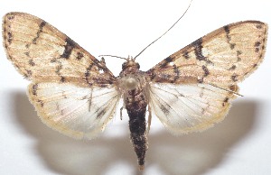  ( - 21-SRNP-100449)  @11 [ ] CreativeCommons  Attribution Non-Commercial Share-Alike (2023) Daniel H. Janzen Guanacaste Dry Forest Conservation Fund