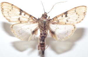  ( - 21-SRNP-100450)  @11 [ ] CreativeCommons  Attribution Non-Commercial Share-Alike (2023) Daniel H. Janzen Guanacaste Dry Forest Conservation Fund