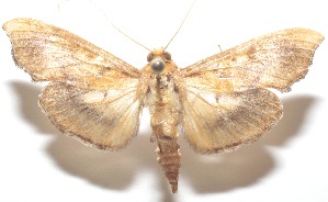  ( - 21-SRNP-100452)  @11 [ ] CreativeCommons  Attribution Non-Commercial Share-Alike (2023) Daniel H. Janzen Guanacaste Dry Forest Conservation Fund