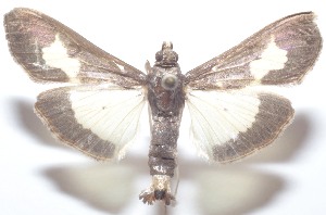  ( - 21-SRNP-100453)  @11 [ ] CreativeCommons  Attribution Non-Commercial Share-Alike (2023) Daniel H. Janzen Guanacaste Dry Forest Conservation Fund