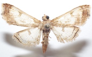  ( - 21-SRNP-100455)  @11 [ ] CreativeCommons  Attribution Non-Commercial Share-Alike (2023) Daniel H. Janzen Guanacaste Dry Forest Conservation Fund