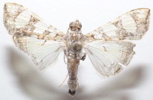  ( - 21-SRNP-100456)  @11 [ ] CreativeCommons  Attribution Non-Commercial Share-Alike (2023) Daniel H. Janzen Guanacaste Dry Forest Conservation Fund