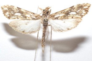  ( - 21-SRNP-100457)  @11 [ ] CreativeCommons  Attribution Non-Commercial Share-Alike (2023) Daniel H. Janzen Guanacaste Dry Forest Conservation Fund