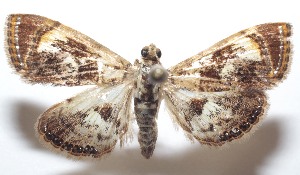  ( - 21-SRNP-100460)  @11 [ ] CreativeCommons  Attribution Non-Commercial Share-Alike (2023) Daniel H. Janzen Guanacaste Dry Forest Conservation Fund