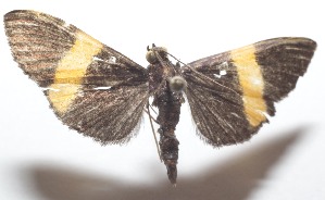  ( - 21-SRNP-100461)  @11 [ ] CreativeCommons  Attribution Non-Commercial Share-Alike (2023) Daniel H. Janzen Guanacaste Dry Forest Conservation Fund