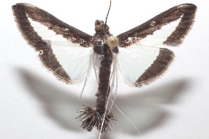  ( - 21-SRNP-100462)  @11 [ ] CreativeCommons  Attribution Non-Commercial Share-Alike (2023) Daniel H. Janzen Guanacaste Dry Forest Conservation Fund