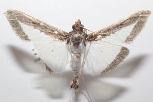  ( - 21-SRNP-100463)  @11 [ ] CreativeCommons  Attribution Non-Commercial Share-Alike (2023) Daniel H. Janzen Guanacaste Dry Forest Conservation Fund