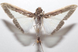  ( - 21-SRNP-100464)  @11 [ ] CreativeCommons  Attribution Non-Commercial Share-Alike (2023) Daniel H. Janzen Guanacaste Dry Forest Conservation Fund