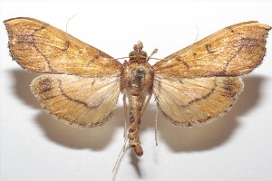  ( - 21-SRNP-100466)  @11 [ ] CreativeCommons  Attribution Non-Commercial Share-Alike (2023) Daniel H. Janzen Guanacaste Dry Forest Conservation Fund