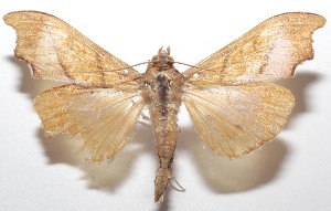  ( - 21-SRNP-100467)  @11 [ ] CreativeCommons  Attribution Non-Commercial Share-Alike (2023) Daniel H. Janzen Guanacaste Dry Forest Conservation Fund