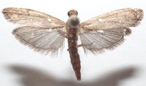  ( - 21-SRNP-100469)  @11 [ ] CreativeCommons  Attribution Non-Commercial Share-Alike (2023) Daniel H. Janzen Guanacaste Dry Forest Conservation Fund