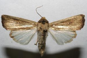  ( - 06-SRNP-101005)  @14 [ ] CreativeCommons - Attribution Non-Commercial Share-Alike (2006) Daniel H. Janzen Guanacaste Dry Forest Conservation Fund