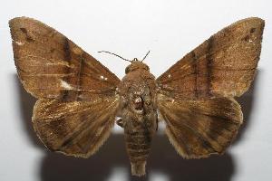  ( - 06-SRNP-101822)  @14 [ ] CreativeCommons - Attribution Non-Commercial Share-Alike (2006) Daniel H. Janzen Guanacaste Dry Forest Conservation Fund