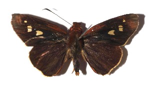  ( - 17-SRNP-71882)  @13 [ ] CreativeCommons  Attribution Non-Commercial Share-Alike (2019) Daniel H. Janzen Guanacaste Dry Forest Conservation Fund