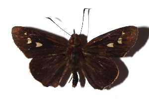  ( - 17-SRNP-71883)  @13 [ ] CreativeCommons  Attribution Non-Commercial Share-Alike (2019) Daniel H. Janzen Guanacaste Dry Forest Conservation Fund