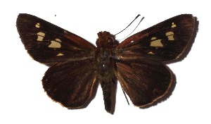  ( - 17-SRNP-71886)  @13 [ ] CreativeCommons  Attribution Non-Commercial Share-Alike (2019) Daniel H. Janzen Guanacaste Dry Forest Conservation Fund