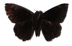  ( - 17-SRNP-75886)  @11 [ ] CreativeCommons  Attribution Non-Commercial Share-Alike (2019) Daniel H. Janzen Guanacaste Dry Forest Conservation Fund