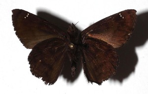  ( - 17-SRNP-75886)  @11 [ ] CreativeCommons  Attribution Non-Commercial Share-Alike (2019) Daniel H. Janzen Guanacaste Dry Forest Conservation Fund