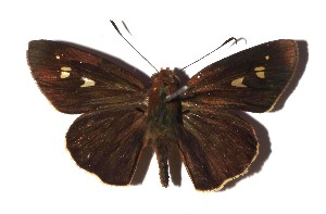  ( - 17-SRNP-80676)  @13 [ ] CreativeCommons  Attribution Non-Commercial Share-Alike (2019) Daniel H. Janzen Guanacaste Dry Forest Conservation Fund