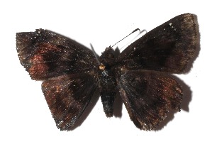  ( - 17-SRNP-966)  @11 [ ] CreativeCommons  Attribution Non-Commercial Share-Alike (2023) Daniel H. Janzen Guanacaste Dry Forest Conservation Fund