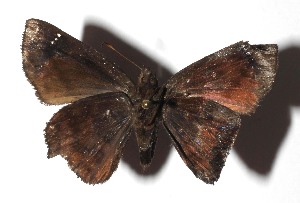  ( - 17-SRNP-966)  @11 [ ] CreativeCommons  Attribution Non-Commercial Share-Alike (2019) Daniel H. Janzen Guanacaste Dry Forest Conservation Fund