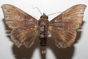  ( - 06-SRNP-102565)  @14 [ ] CreativeCommons - Attribution Non-Commercial Share-Alike (2006) Daniel H. Janzen Guanacaste Dry Forest Conservation Fund