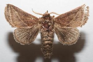  ( - 06-SRNP-102702)  @13 [ ] CreativeCommons - Attribution Non-Commercial Share-Alike (2006) Daniel H. Janzen Guanacaste Dry Forest Conservation Fund