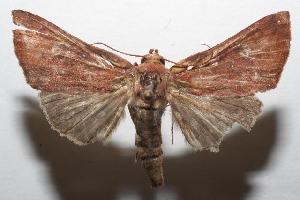  ( - 06-SRNP-102712)  @14 [ ] CreativeCommons - Attribution Non-Commercial Share-Alike (2006) Daniel H. Janzen Guanacaste Dry Forest Conservation Fund