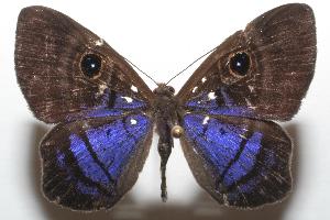 ( - 06-SRNP-103348)  @14 [ ] CreativeCommons - Attribution Non-Commercial Share-Alike (2006) Daniel H. Janzen Guanacaste Dry Forest Conservation Fund