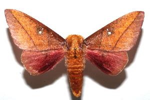  ( - 06-SRNP-103490)  @14 [ ] CreativeCommons - Attribution Non-Commercial Share-Alike (2006) Daniel H. Janzen Guanacaste Dry Forest Conservation Fund