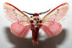  ( - 06-SRNP-103909)  @14 [ ] CreativeCommons - Attribution Non-Commercial Share-Alike (2006) Daniel H. Janzen Guanacaste Dry Forest Conservation Fund