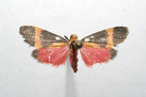  ( - 06-SRNP-104308)  @12 [ ] CreativeCommons - Attribution Non-Commercial Share-Alike (2006) Daniel H. Janzen Guanacaste Dry Forest Conservation Fund