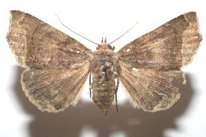  ( - 06-SRNP-104426)  @13 [ ] CreativeCommons - Attribution Non-Commercial Share-Alike (2006) Daniel H. Janzen Guanacaste Dry Forest Conservation Fund