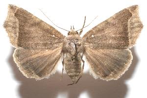  ( - 06-SRNP-104427)  @13 [ ] CreativeCommons - Attribution Non-Commercial Share-Alike (2006) Daniel H. Janzen Guanacaste Dry Forest Conservation Fund