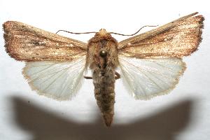  ( - 06-SRNP-105471)  @14 [ ] CreativeCommons - Attribution Non-Commercial Share-Alike (2007) Daniel H. Janzen Guanacaste Dry Forest Conservation Fund