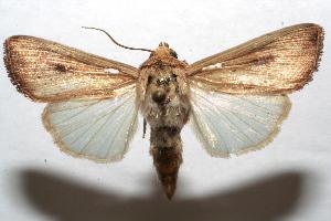  ( - 06-SRNP-105472)  @14 [ ] CreativeCommons - Attribution Non-Commercial Share-Alike (2007) Daniel H. Janzen Guanacaste Dry Forest Conservation Fund